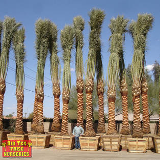 Diamond Cut Date Palms