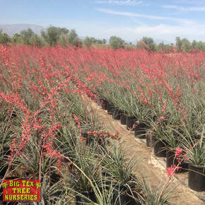 Red Yucca