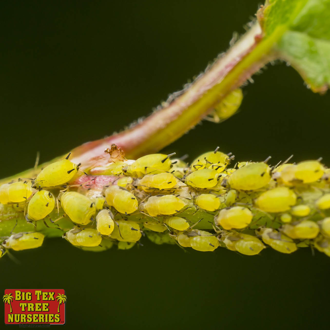 Aphids