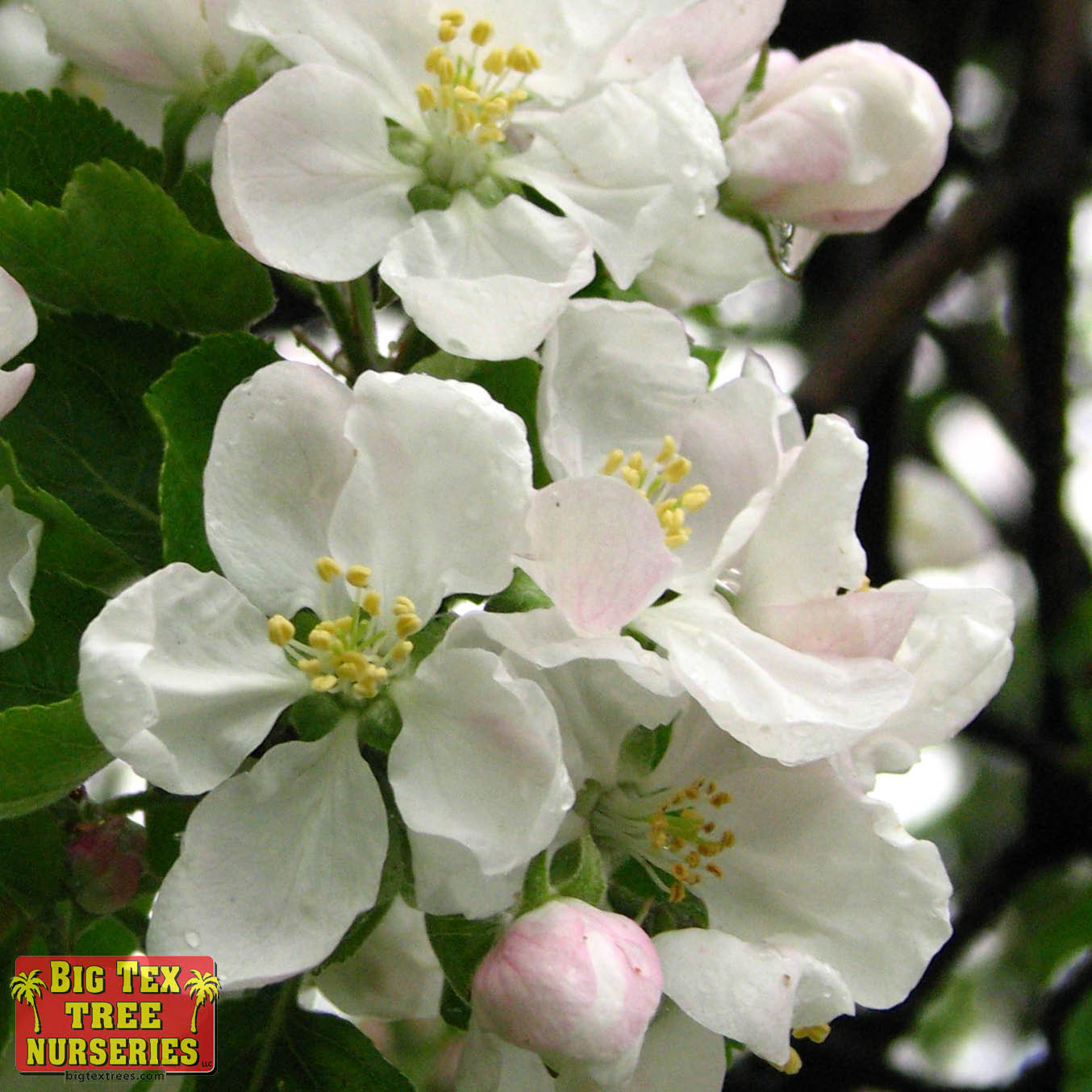 Apple Trees flowers