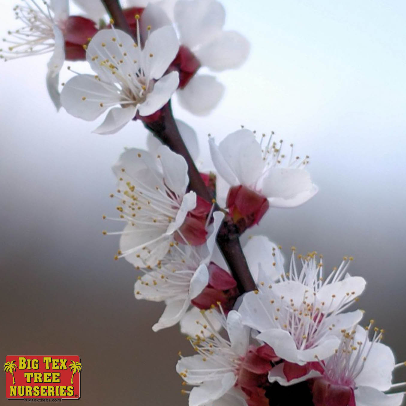 Apricot flowers