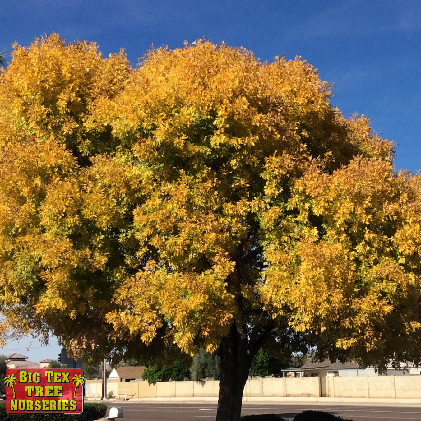 BEST FALL COLOR TREES FOR TEXAS