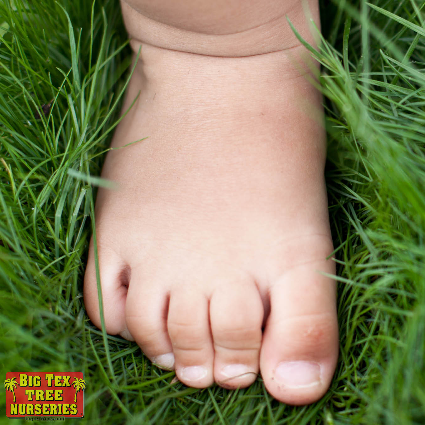 Barefoot Grass