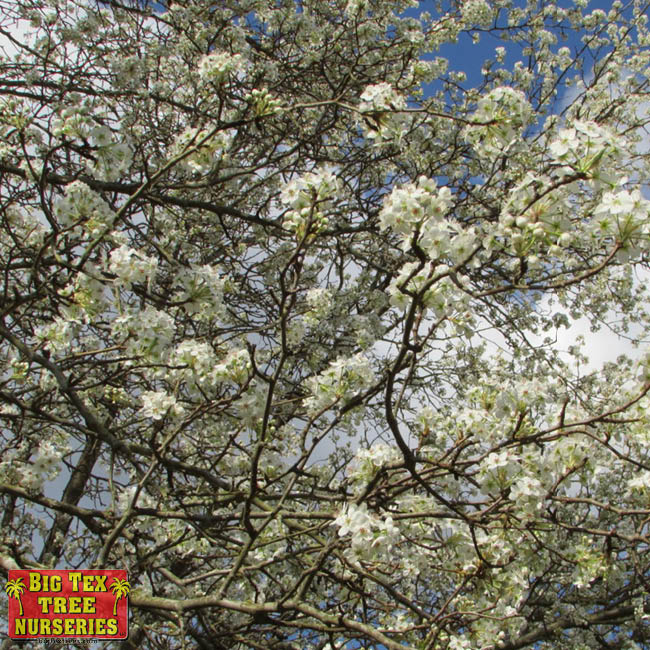 Bartlett Pear tree