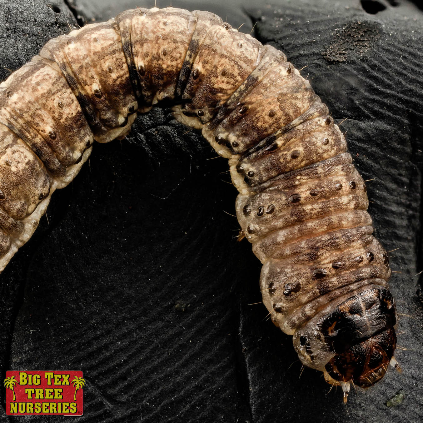 Cutworms