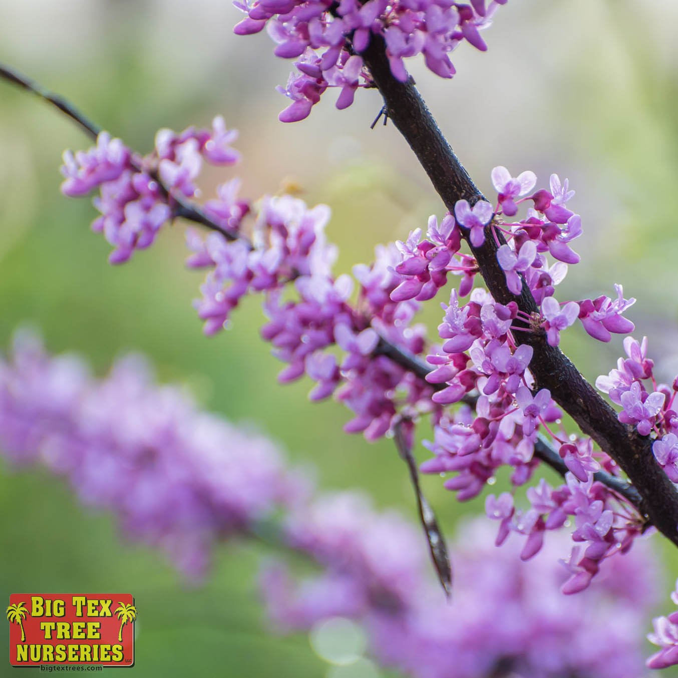 Forest Pansy Redbud