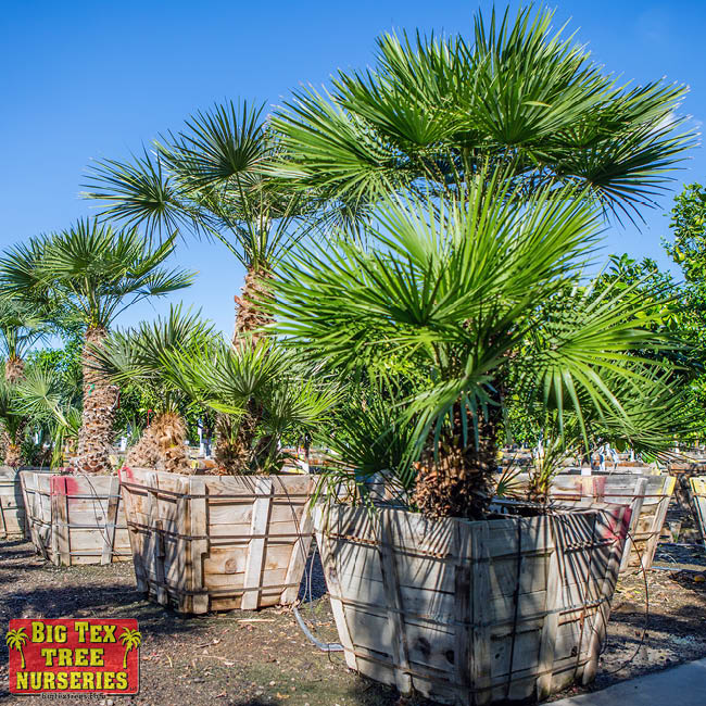 houston area palm trees