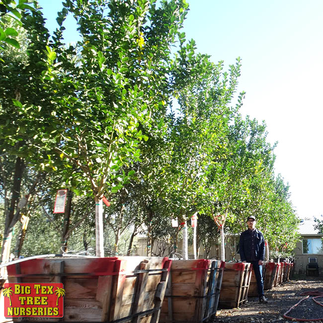 Mexican Lime Trees