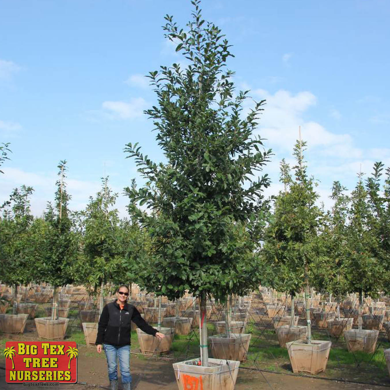 Monterrey Oak Tree