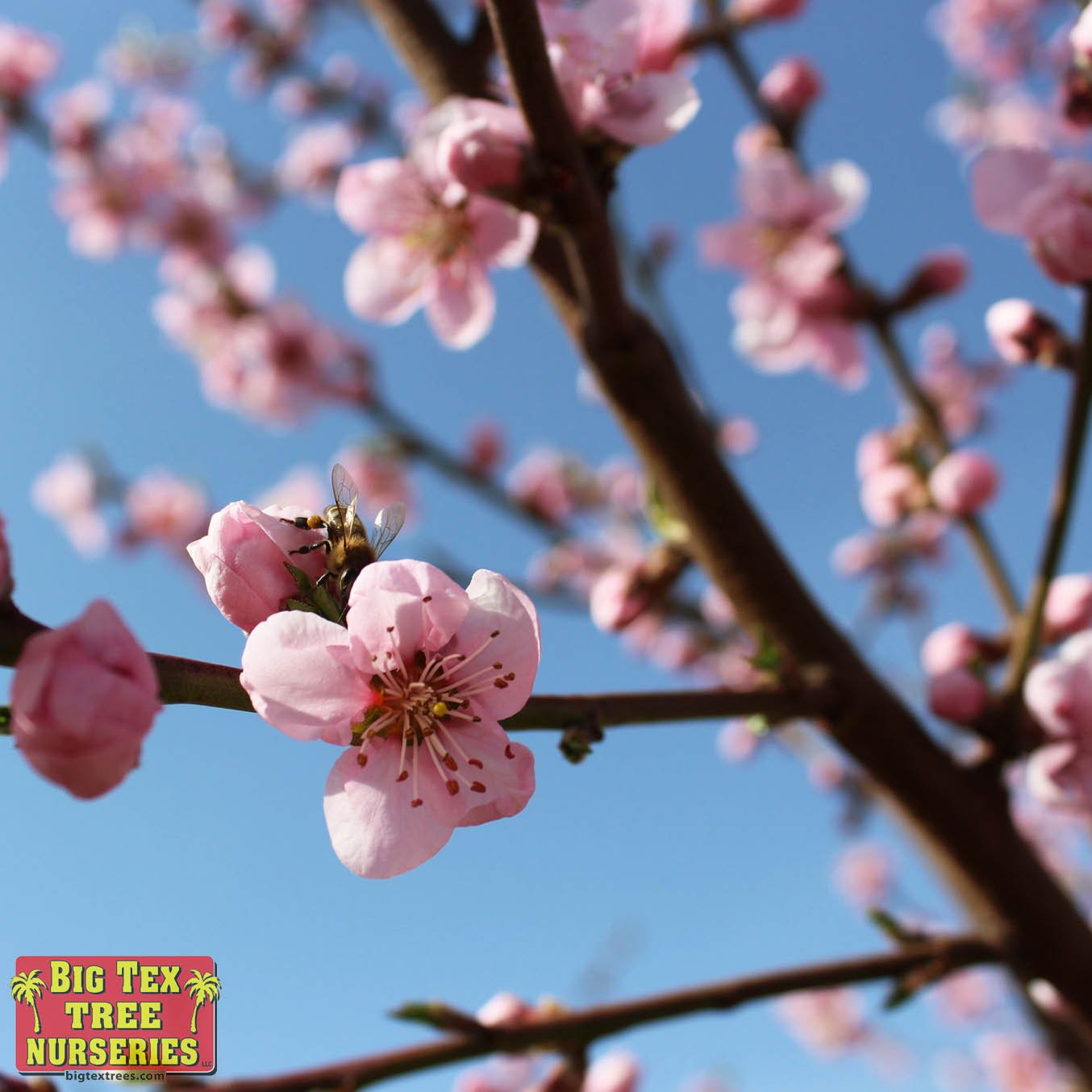 Nectarine Trees flowers