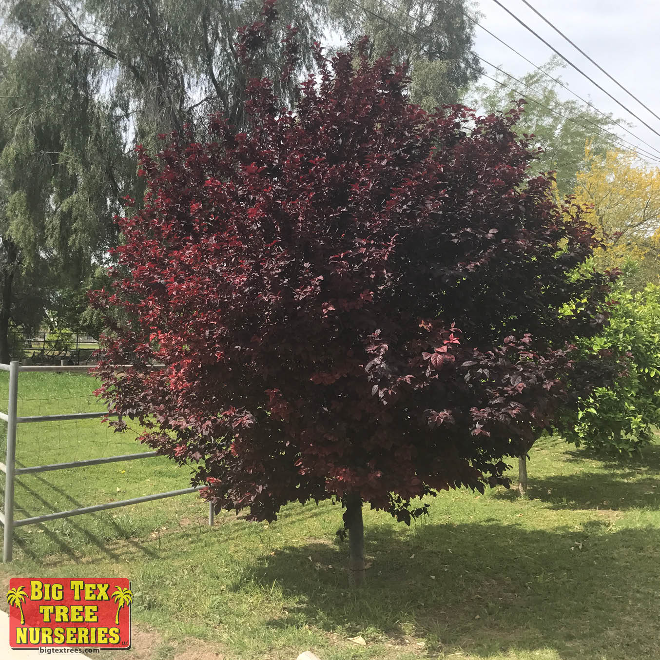 purple leaf plum