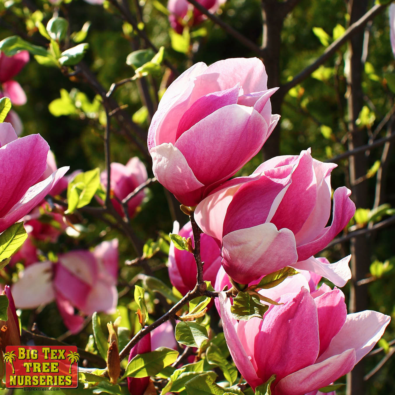 Saucer Magnolia