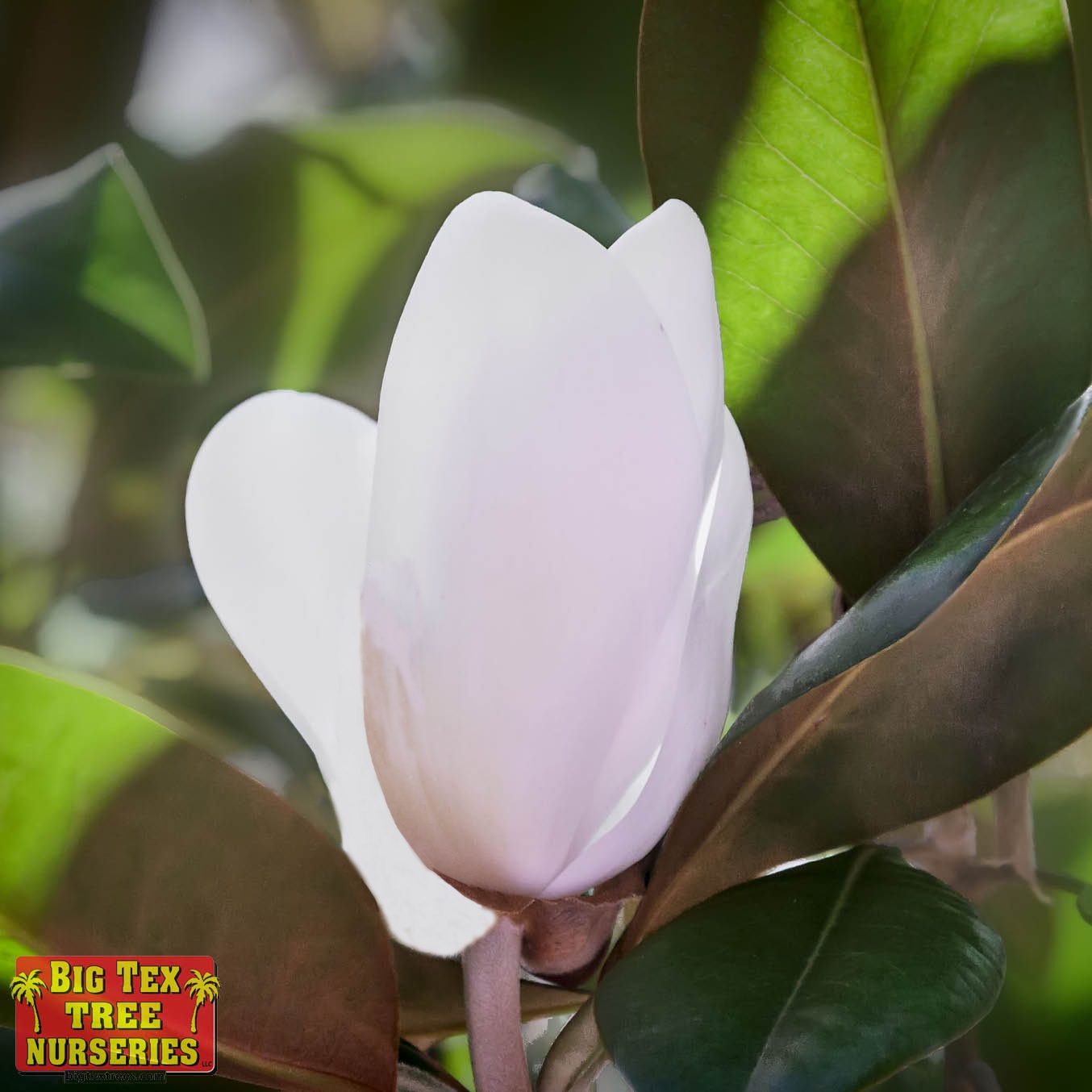 Teddy Bear Magnolia 