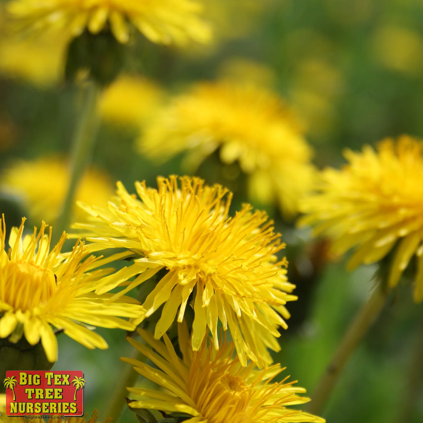 Dandelions