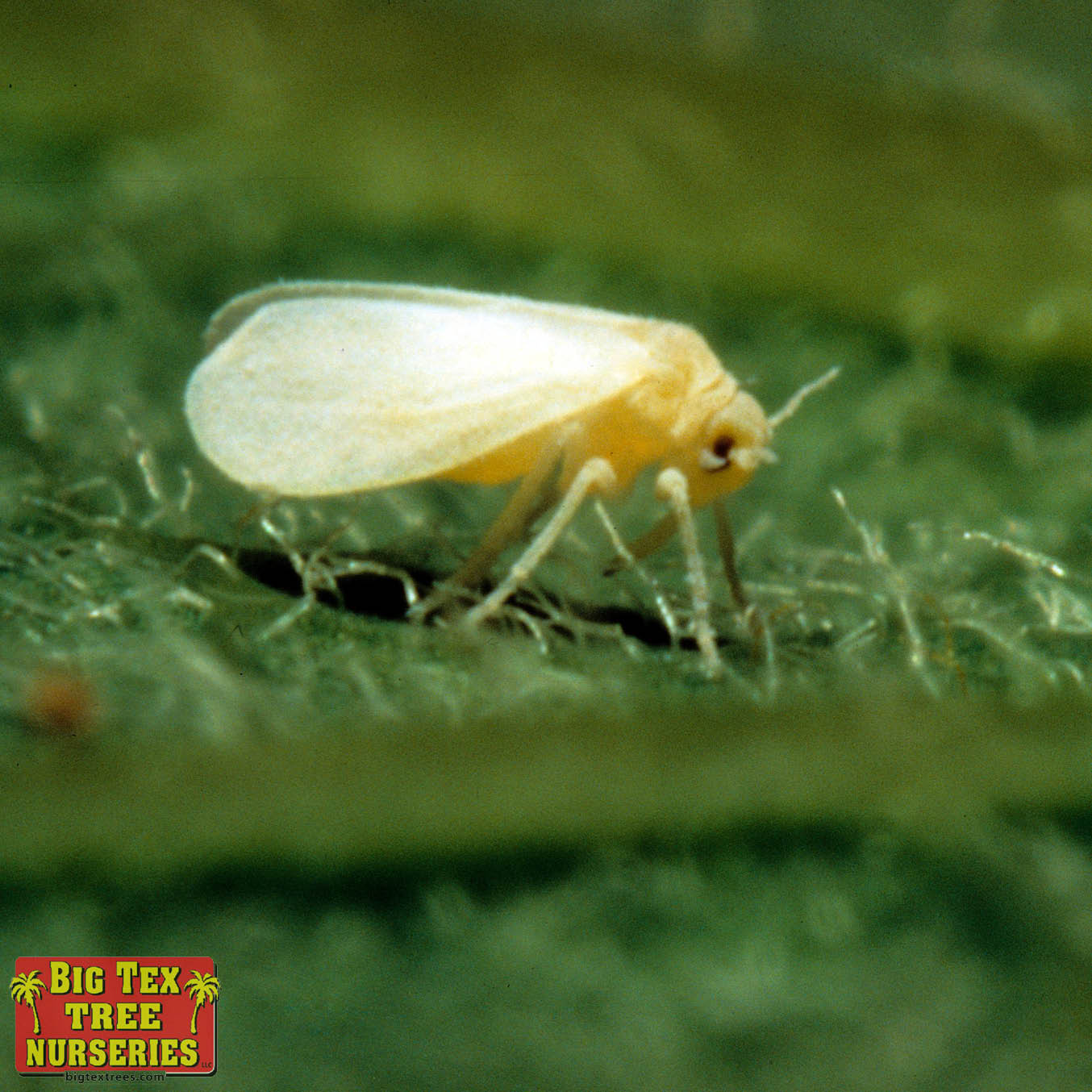 Whiteflies