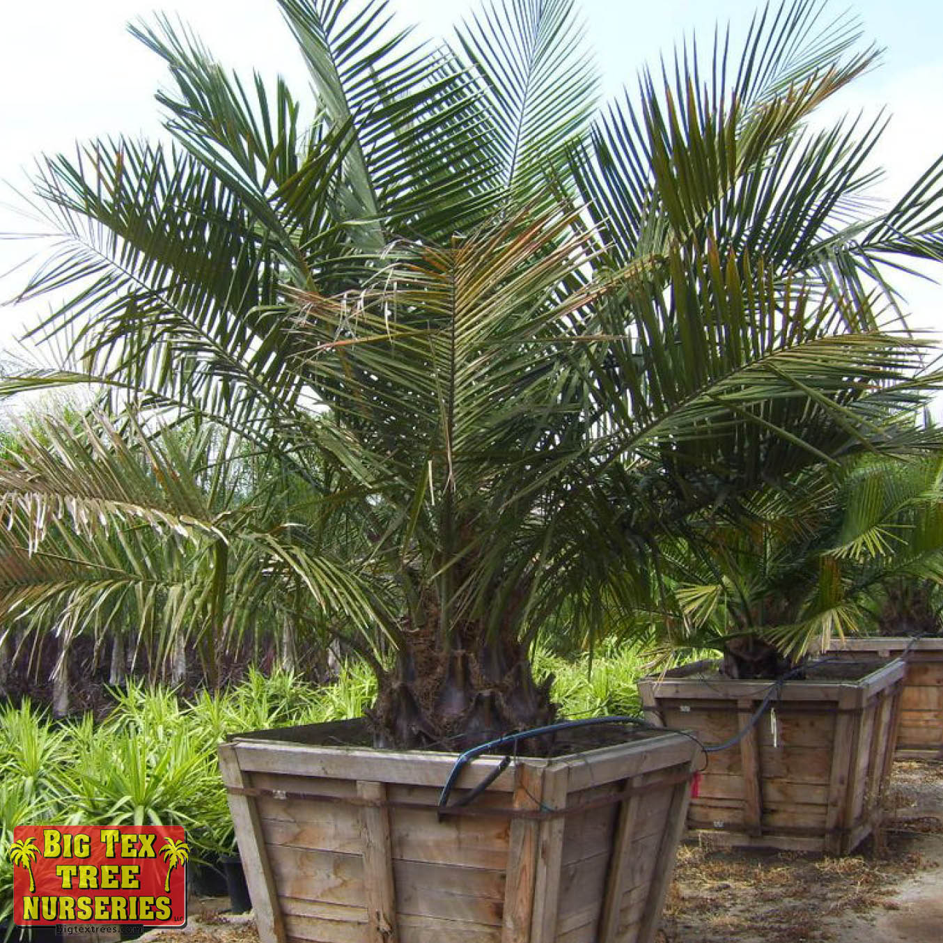 Wine Palm