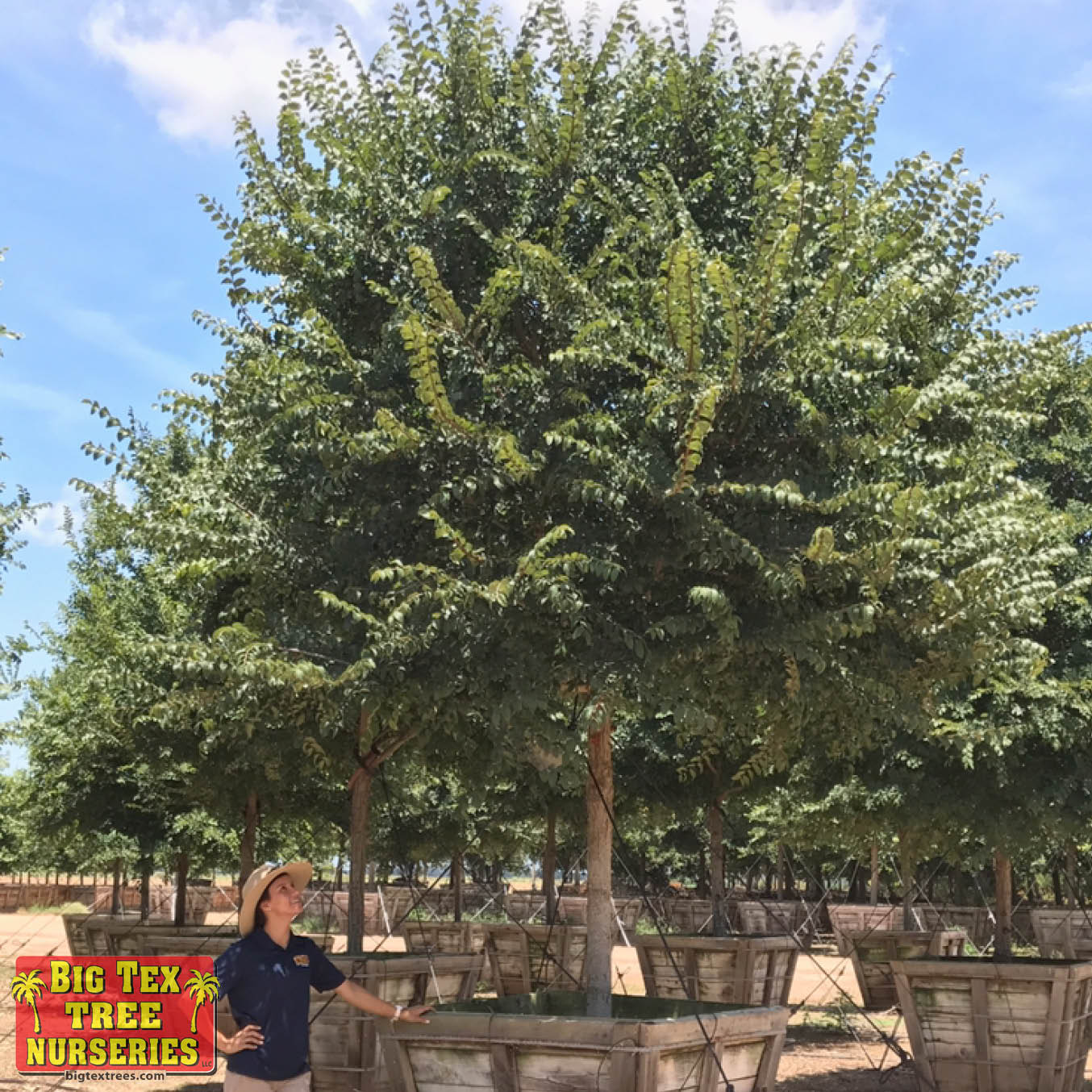 Chinese Elm