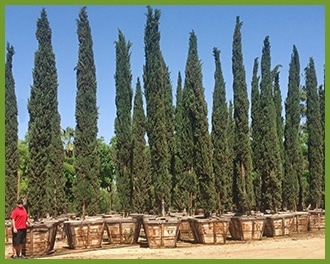 cypress_1_orig