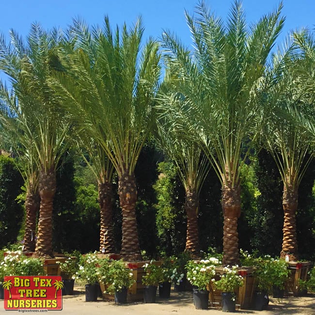 Date Palms