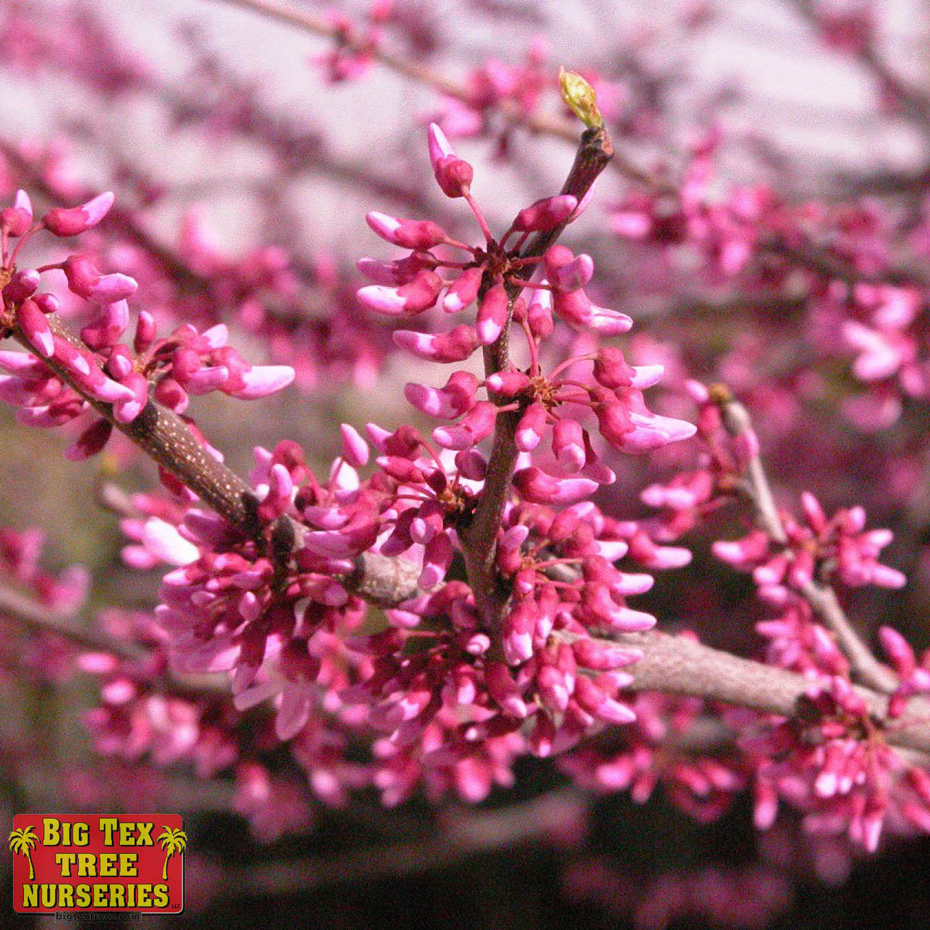 Eastern Redbud