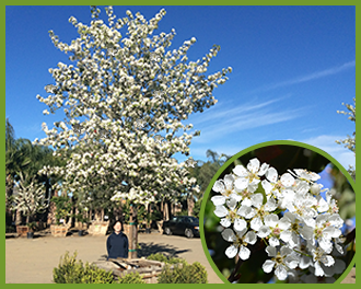 Top Trees For White Flowers In Spring And Summer