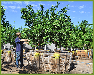 orange-tree-5_orig