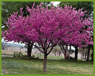 redbud_orig