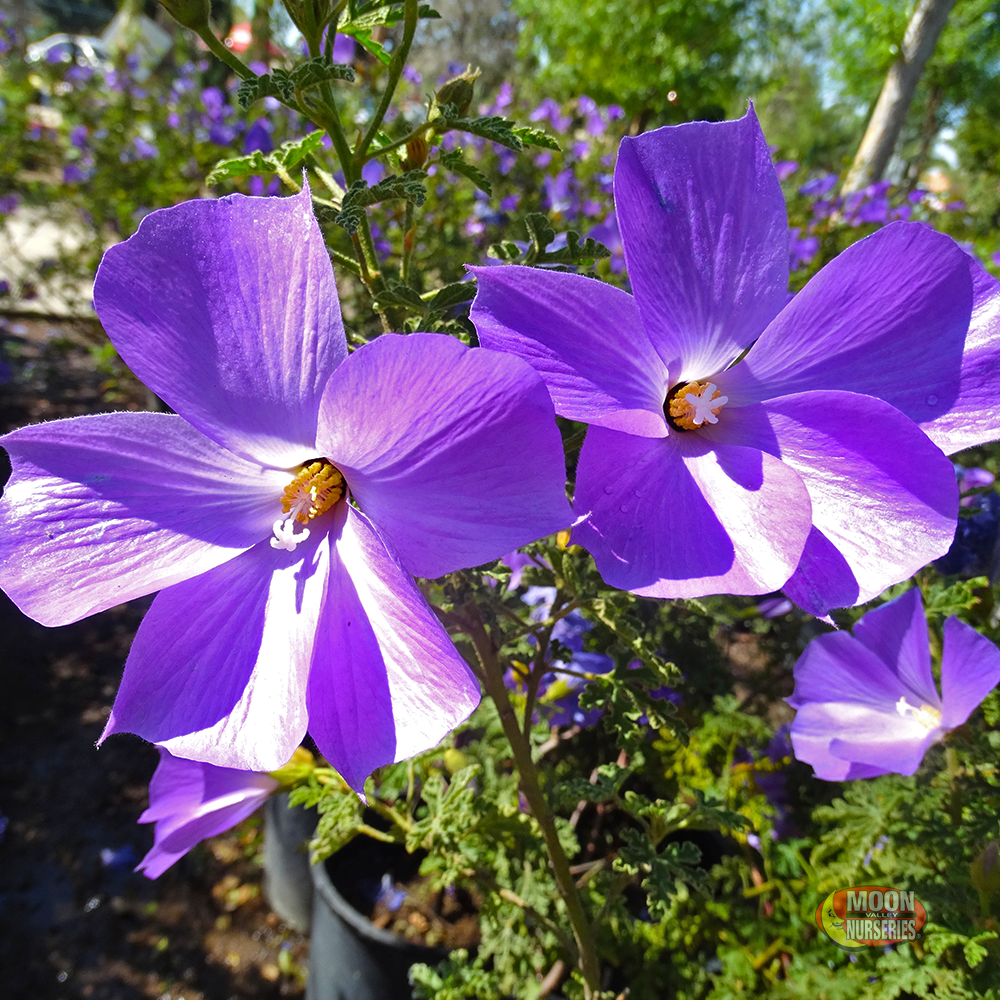 Blue-Hibiscus-1