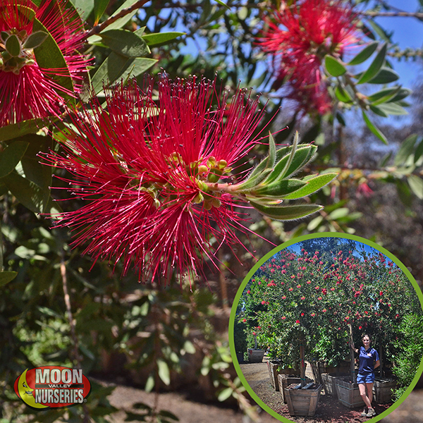 Bottlebrush-3