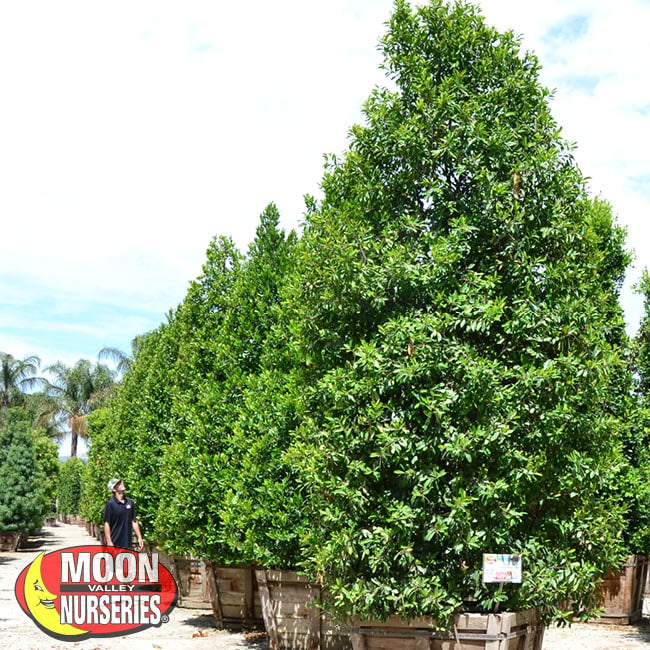 CAROLINA CHERRY, moon valley nurseries