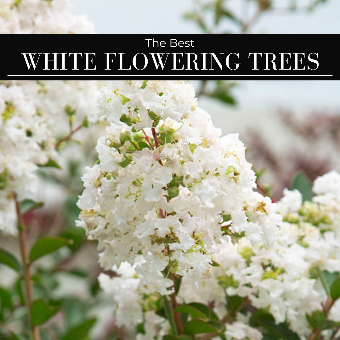 The Best White Flowering Trees
