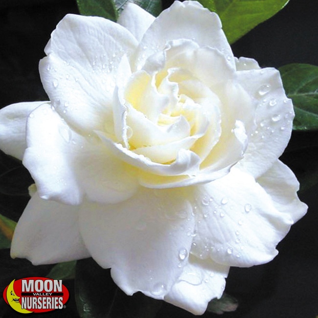 Gardenia_largeflower_MVN_650x650