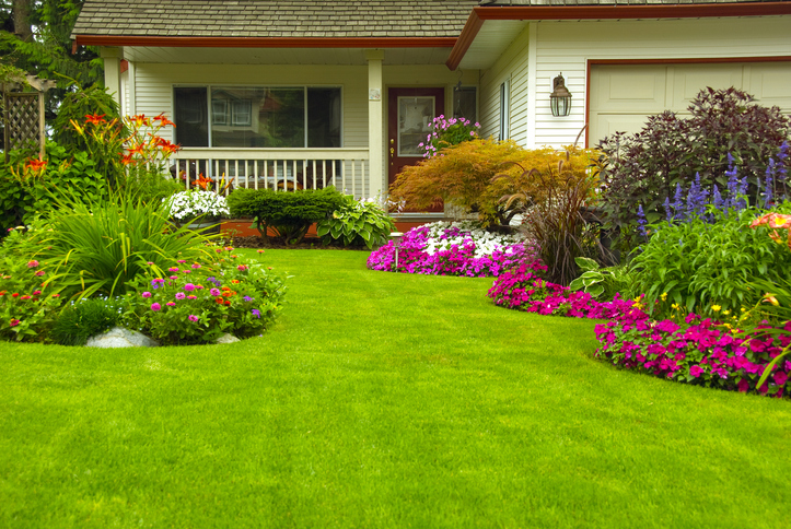 Exploring Low-Maintenance Ground Covers for Your Yard