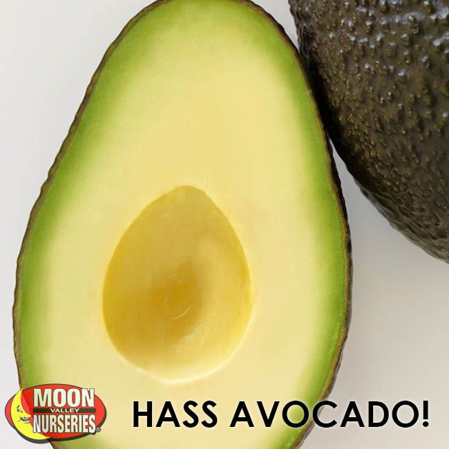 HASS_AVOCADO_650x650-2