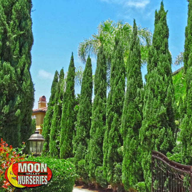 ITALIAN CYPRESs, moon valley nurseries, hedges