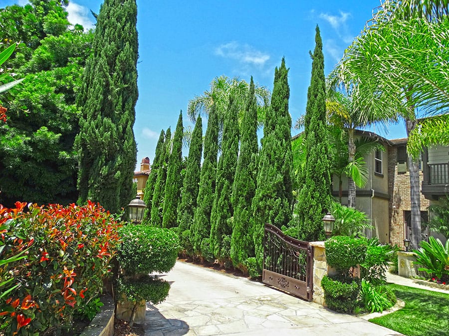 Italian Cypress Lining Driveway_edited (2)