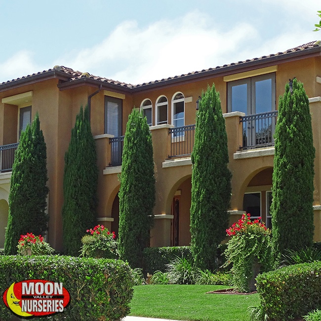 Italian Cypress trees for sale at Moon Valley Nurseries