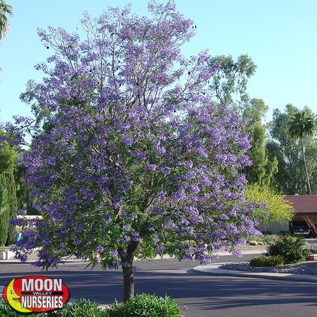 JACARANDA-BLOOMING-IN-LANDSCAPE-650x650-MVN