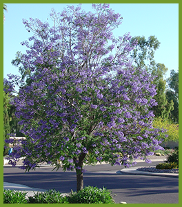 Jacaranda-2.png