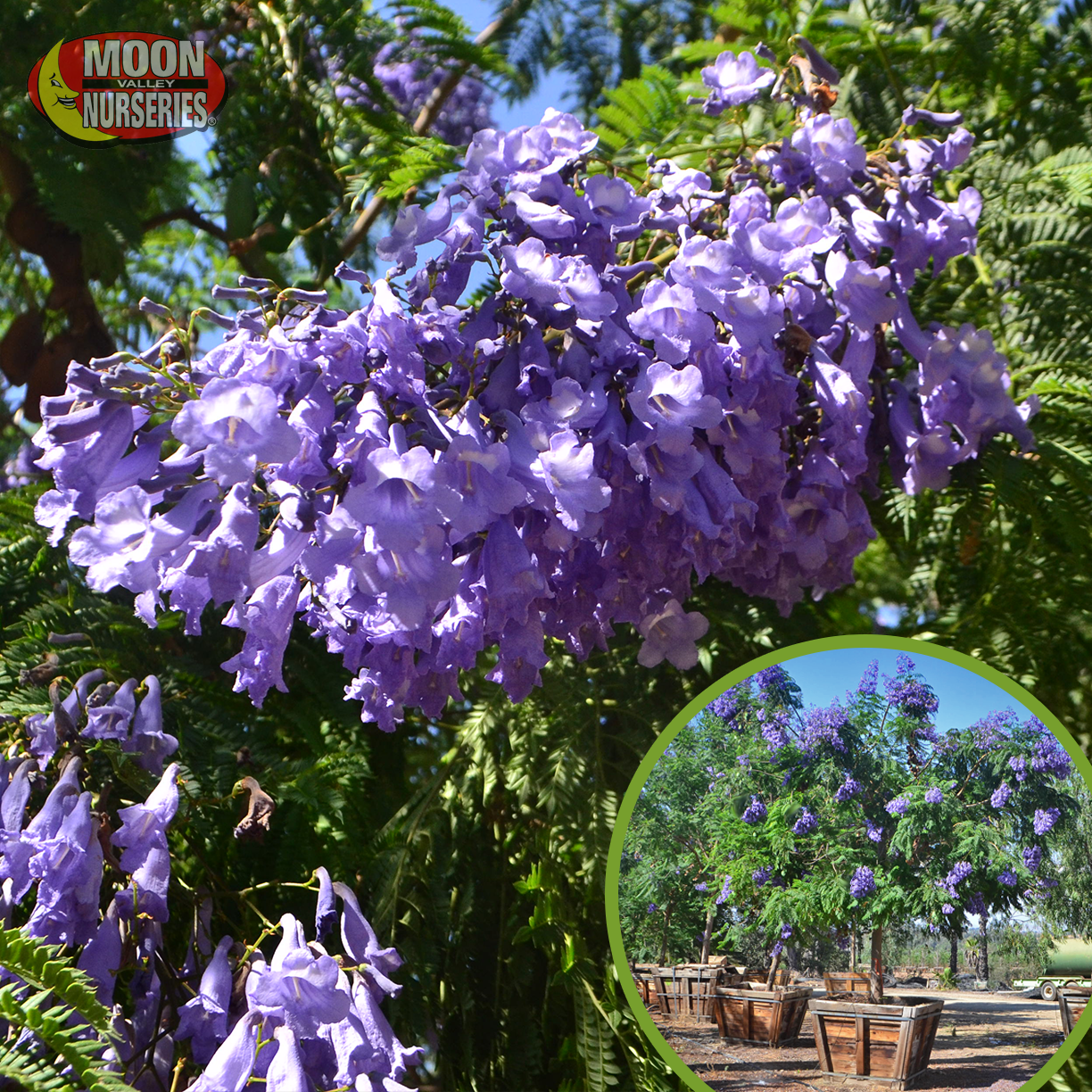 purple tree