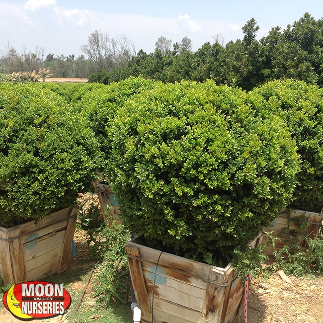 JapaneseBoxwood_Pruned_MVN_650x650