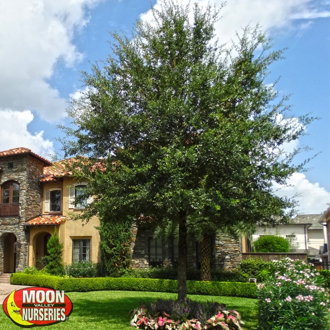 How To Properly Care For Oak Trees