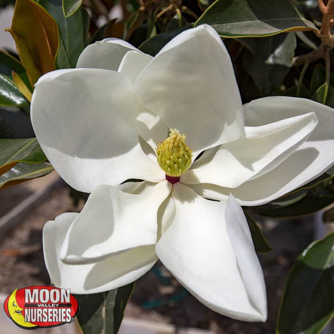 Top 5 Flowering Trees For Socal Enjoy The Summer Blooms