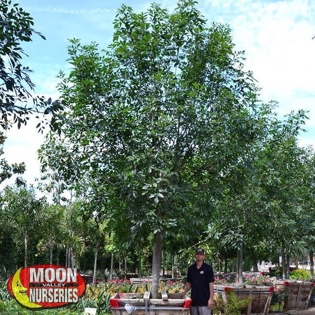 MAJESTIC ASH, tree, tree care, best trees, moon valley