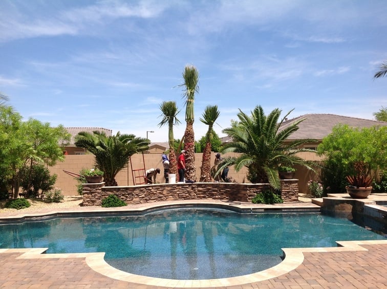 Small Palm Trees For Your Pool 