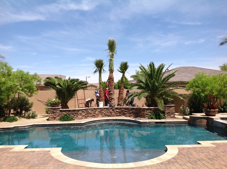 Small Palm Trees For Your Pool