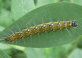 caterpillar genista tree eating moonvalleynurseries