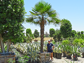 Windmill Palm