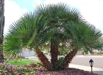 Mediterranean Fan Palm