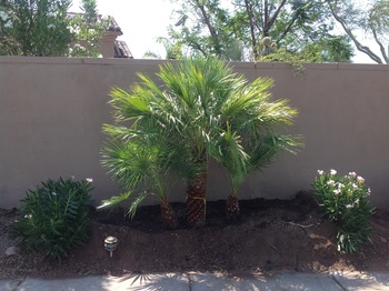 Mediterranean Fan Palm